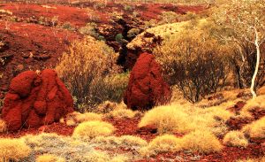 Karijini Termite Mounds 